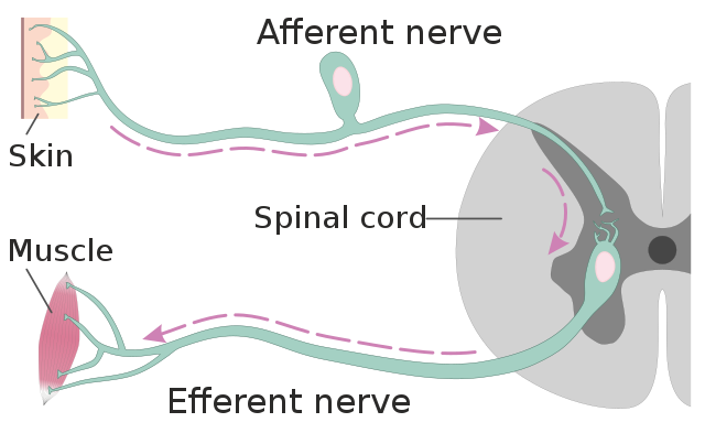 diagram of nerves to and from the spinal cord in response to pain