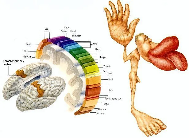 diagram showing the relationship between the brain and body parts for the sense of touch