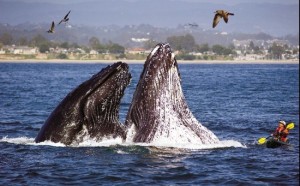 Whales