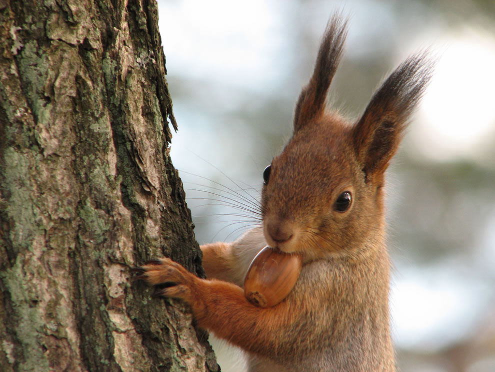 Squirrel-with-acorn