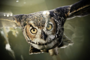 Owl-In-Flight