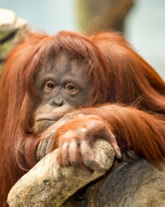 Female orangutan in Tropic World at the Brookfield Zoo in Brookfield, Illinois on May 13, 2013