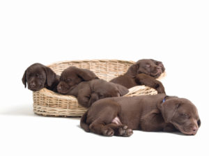 Labrador retriever puppies sleeping on basket