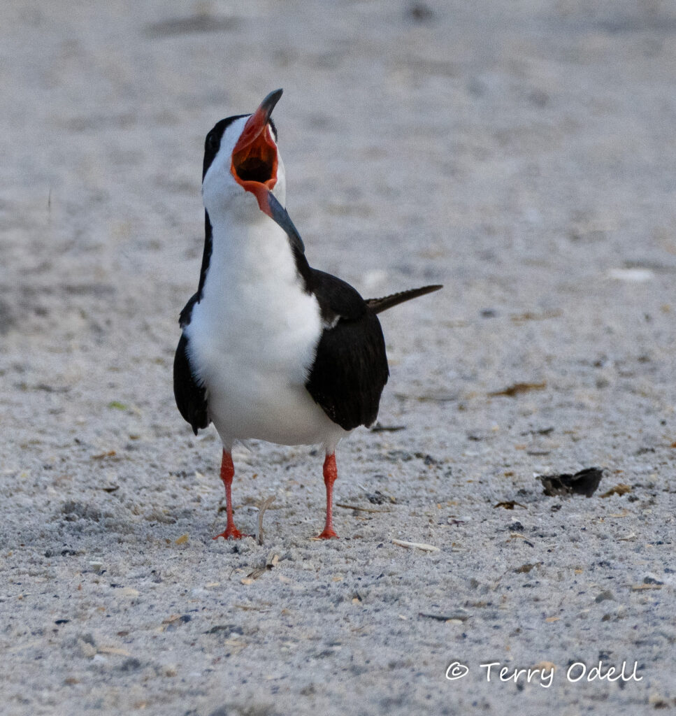 Skimmer standing on a beach, beak wide open