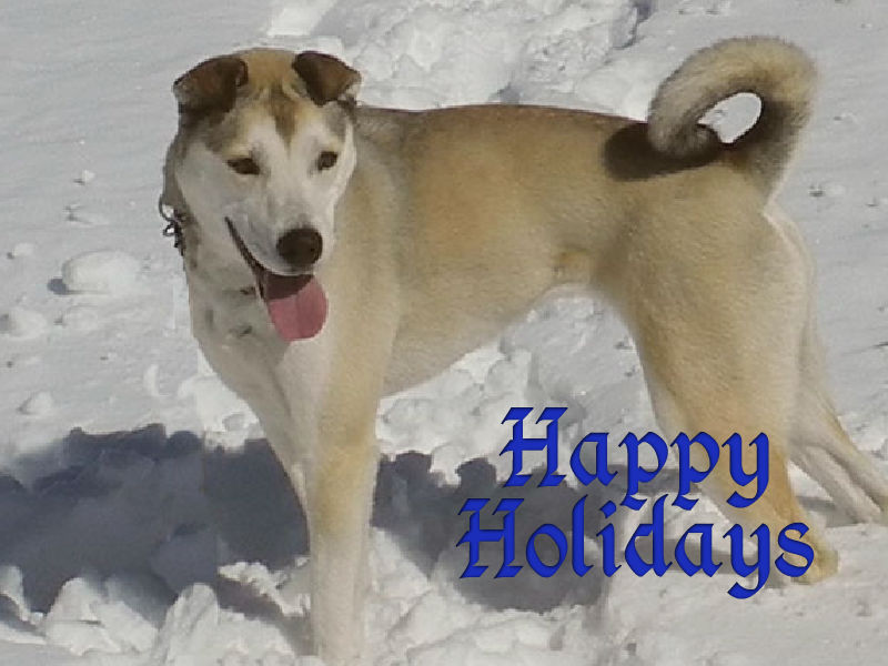 Dog in the snow with a blue text reading Happy Holidays