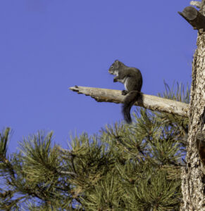 squirrel on a bare pine branch against a blue sky