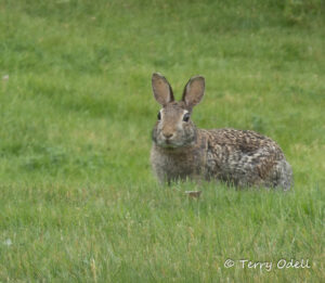 brown rabbit in green grass