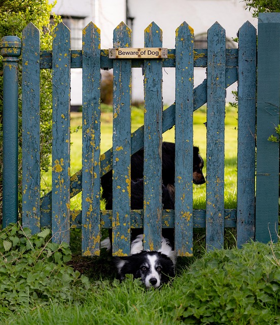 black and white dog with its face poking out underneath a blue fence with peeling paint and a sign saying Beware of Dog