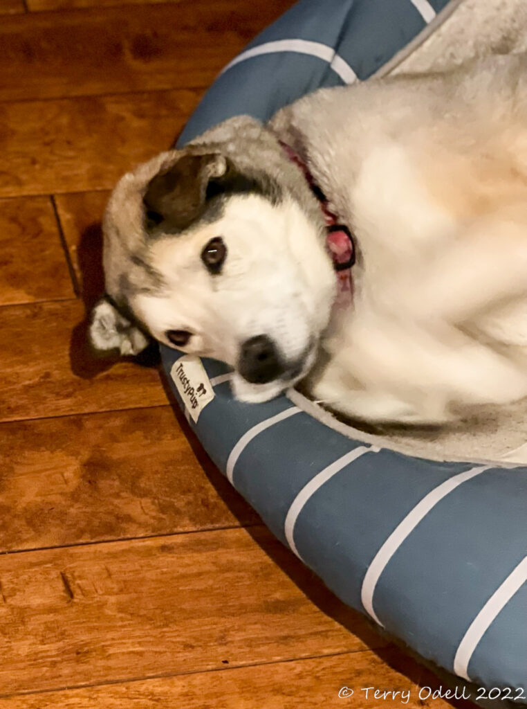 Face of a light brown dog in a blue bed